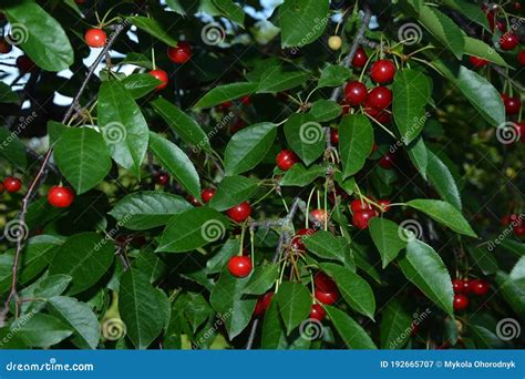 Sour Cherry Prunus Cerasus In Orchardred Cherry Cerasus Stone Fruits