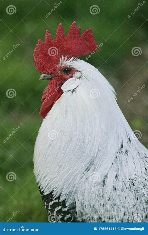 Domestic Chicken Brakel Or Braekel Rooster A Belgian Breed Stock