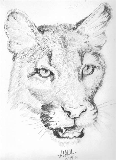 Animal Pencil Sketch Light And Shade Mode Blog Animal Sketches
