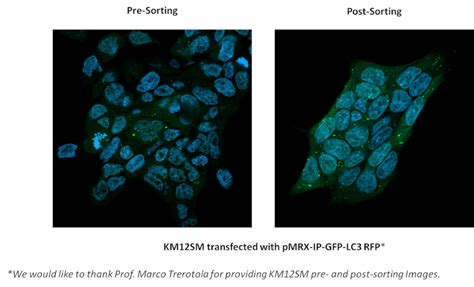 Download bd facs canto ii users guide. Flow Cytometry | Center for Advanced Studies and Technology