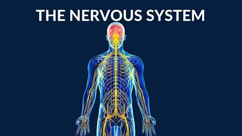 What Is The Nervous System
