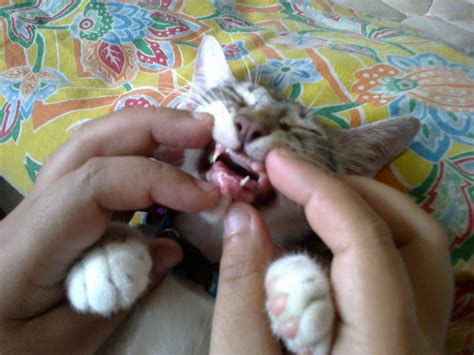 Book your cat in for a. Rin's Treasure: Simba's canine tooth fell out!