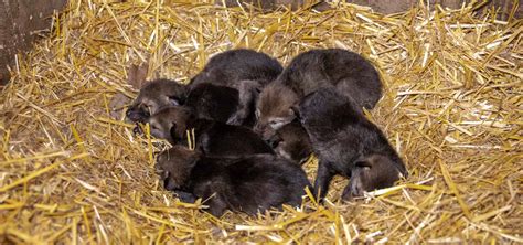 North Carolina Zoo Announces Red Wolf Pup Names Chosen By The Public