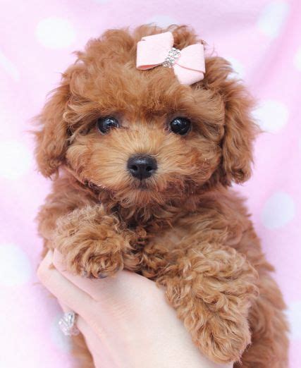 This is rose's first liter and can't wait to see the beautiful red puppies. 27 best Red cockapoos images on Pinterest | Cockapoo ...