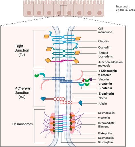 Frontiers Adherens Junction Proteins On The Move—from The Membrane To
