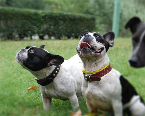 Using a treat as a guide, direct your frenchie to look up for the treat. Practical Tips on French Bulldog Training| UK Pets
