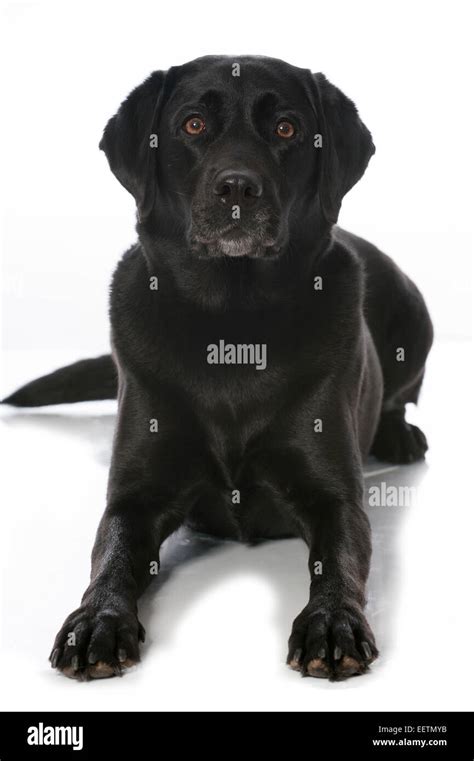 Black Labrador Retriever Isolated On White Stock Photo Alamy