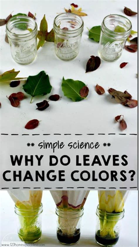 Why Do Leaves Change Color Experiment For Kids Science Experiments