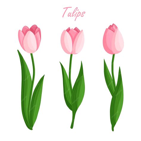 Conjunto De Flores De Tulipanes Plantas Florales Con Pétalos De Rosa