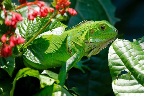 Green Iguana Lizard In Nature High Resolution Photography