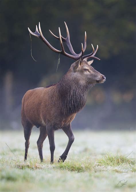 Red Deer Stag New Forest By Henry Szwinto On 500px Deer Photography