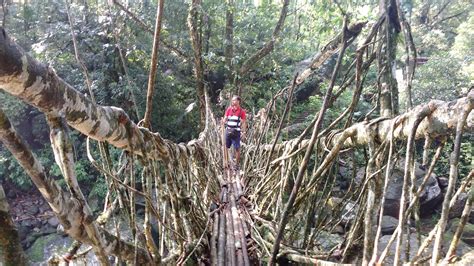 Double Decker Root Bridge The Subtle Art Of Nature