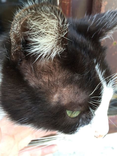 Cat Losing Hair On Head And Neck