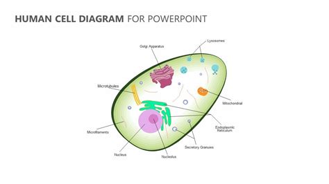 Last updated on november 9, 2020 by thulasi ram. Human Cell Diagram for PowerPoint | Human cell diagram ...