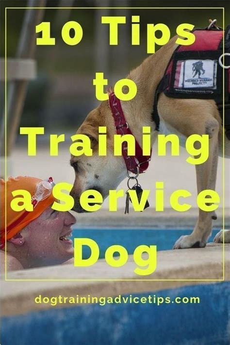 10 Tips To Training A Service Dog Dog Training Advice Tips In 2020