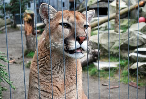 Cougar Mountain Zoo In Issaquah Around The Sound Seattle Bloggers