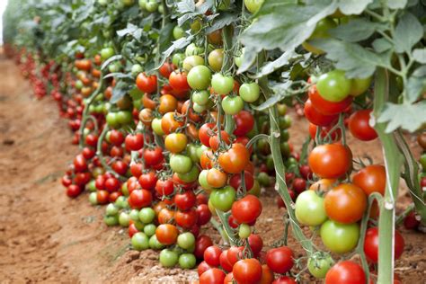 Tomato Farming Best Fertilizer At Different Stages For Higher Yield