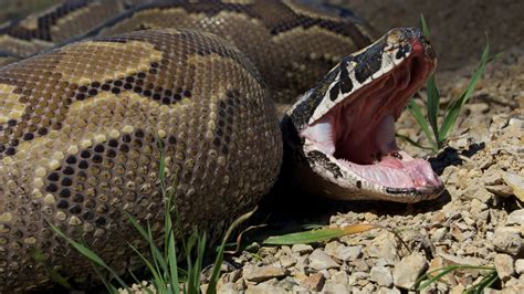 A good trick to have under your belt as you play snake is being able to turn on a dime. Man-Eating Super Snake - Discovery UK