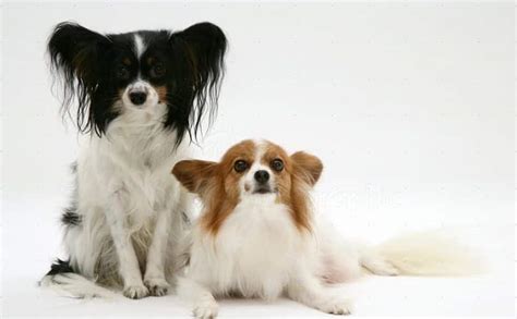 Papillon Dog Breed Papillon Dog Breed Information Pictures More 8