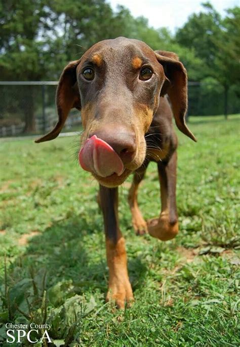 Alonzo is an impressive doberman with very dark mahogany markings, big head, perfect conformation, excellent muscle tone and thick bone structure. Red Doberman | dobie love | Pinterest