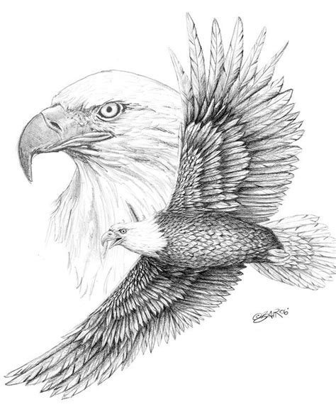 Flying Eagle Pencil Drawing At Explore Collection
