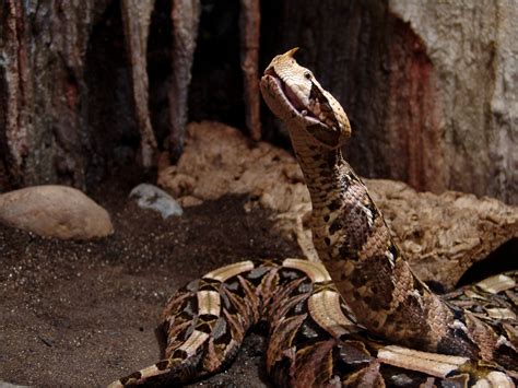 Gaboon Viper Gaboon Viper Reticulated Python Cool Snakes Super Snake