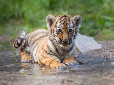 What is baby mouse called? Ausgesetzter Baby-Tiger: Findelkind Diego geht es prächtig