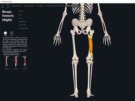 Muscles: Biceps Femoris. – Anatomy & Physiology
