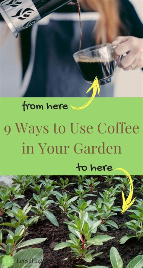 Used coffee grounds or even used coffee filters can be directly added to your compost pile. Reuse Coffee Grounds in Your Home & Garden | coffee ...