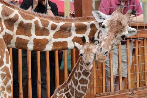 April and Oliver | Giraffe, Animal adventure park, April giraffe