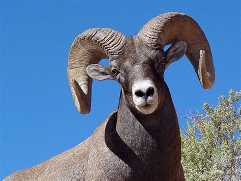 Animals Of The World Big Horn Sheep