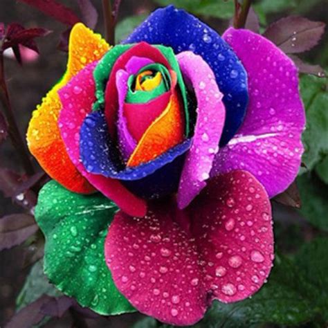 Geminimall Multi Color Rainbow Rose Seeds Garden Plants Seeds Flower