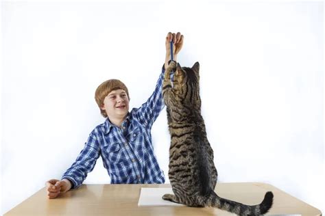 Chica Chico Jugando Con Gato Gato — Foto De Stock © Oksun70 40463199