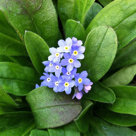 Are you looking for forget me not flower meaning? Myosotis sylvatica 'Bluesylva' - Forget-Me-Not (4" Pot) in ...