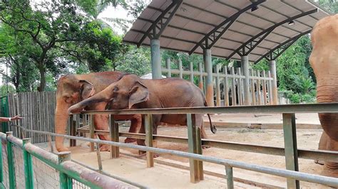 Guests can lounge by the outdoor swimming pool or choose between 2 dining options. Zoo melaka - YouTube