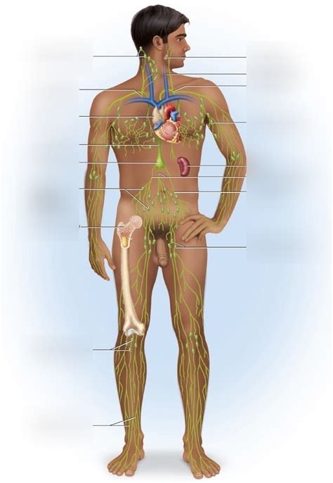Lo3 Lymphatic Anatomy Biol 101 Diagram Quizlet