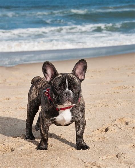 French bulldogs are a special and unique breed. Hank on the beach in Sandbridge, VA. | French bulldog, I ...