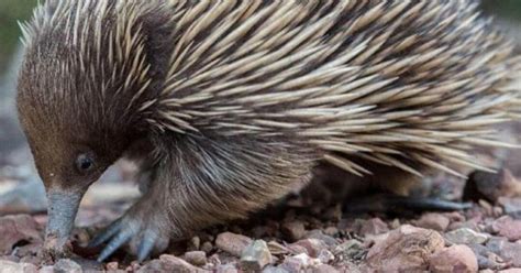The Weirdest Australian Animals You've Never Heard Of