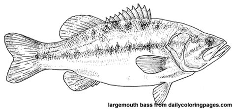 Maybe you would like to learn more about one of these? Bass Fish Coloring Pages - GetColoringPages.com