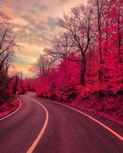 Pink Forest Travel Wallpaper Beautiful Photography Nature Nature