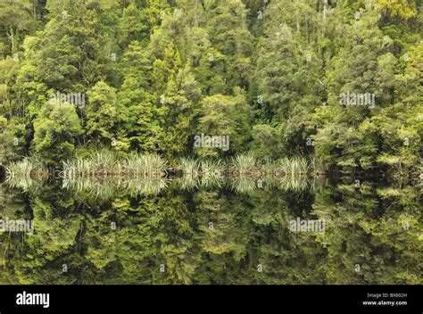 Native Forest Lake Matheson Westland Tai Poutini National Park