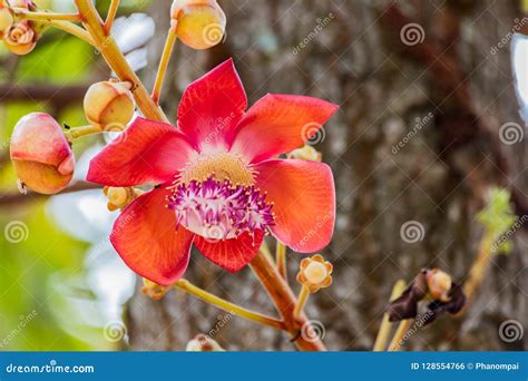 Flower Of Shorea Robusta On Cannonball Tree Stock Photo Image Of