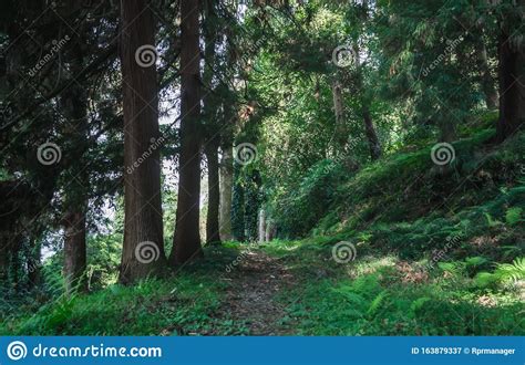 Green Forest With Tall Trees And Footpath In Georgia Stock Image