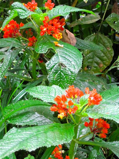 Последние твиты от forest of flowers (@forestflowersca). JOURNEY INTO ELDERHOOD: Rain Forest Flowers