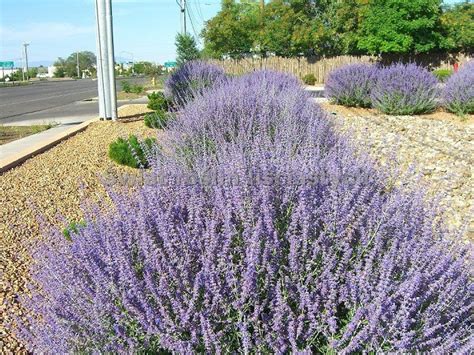 Cette sauge d'afghanistan, dites aussi de russie ou de sibérie forme un petit arbuste à tiges gris blanc, couvertes, en fin d'été et automne, de lumineuses fleurs bleu lavande. Perovskia 'Blue Spire' (Perovskia atriplicifolia) Sadzonka ...