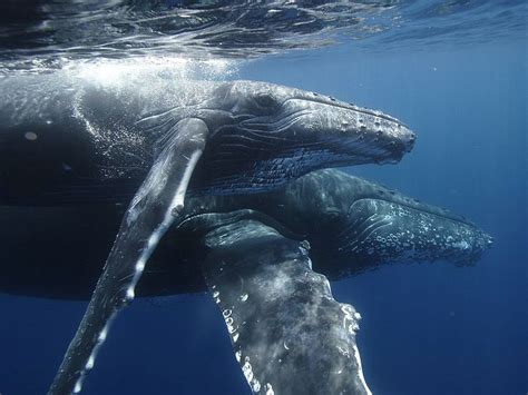 Blue whale vs humpback whale fight comparison. Humpback Whale Vs Blue Wh HD Wallpaper, Background Images
