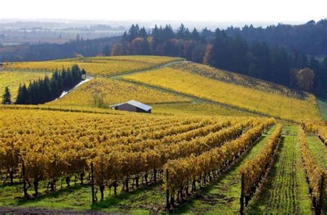 Best Wineries in Willamette Valley for Oregon Pinot Noir | Savored Journeys