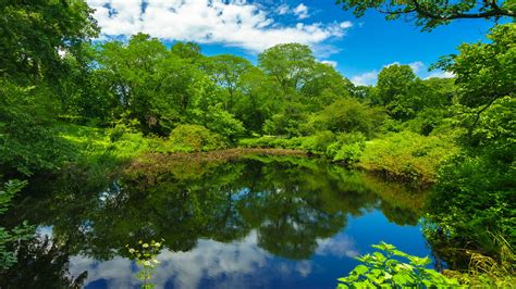 Boston Greenery Massachusetts Park And Pond With Reflection Of Trees