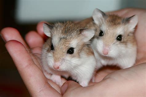Two Cute Hamsters Tiere