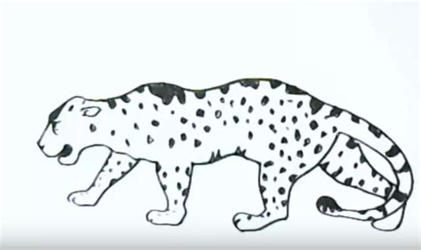 Draw the back legs on either side of the front legs. How to draw a jaguar easy step by step - Easy animals to ...